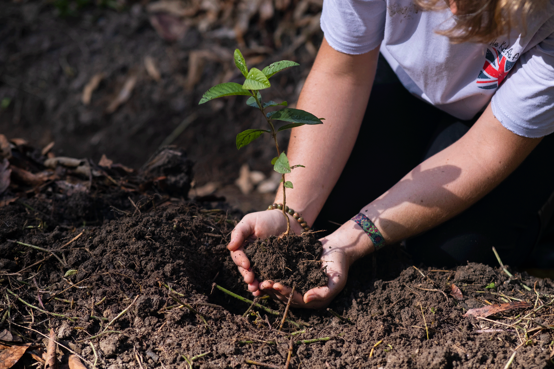 Planting Goiabas na Eco Lodge Salve Floresta